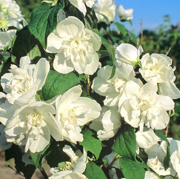 Чубушник лемуана Манто Д'эрмин (в тубе)